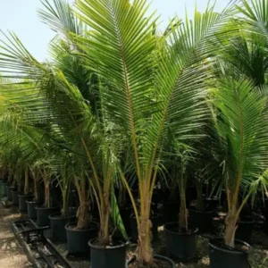 Dalton's Landscape Service LLC Englewood FL Coconut Palm