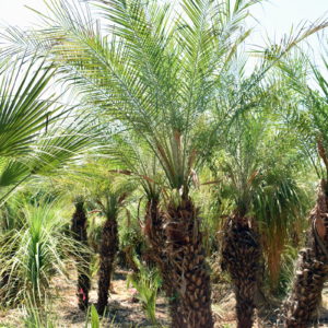 Dalton's Landscape Service LLC Englewood FL Pygmy Date Palm