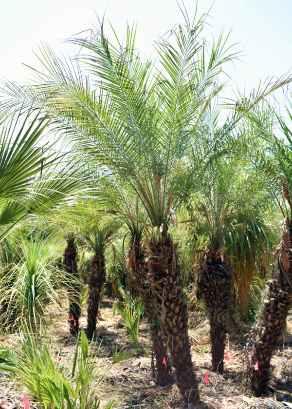 Dalton's Landscape Service LLC Englewood FL Pygmy Date Palm