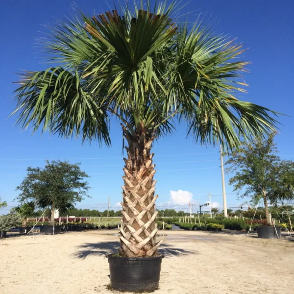 Dalton's Landscape Service LLC Englewood FL Sabel Palm