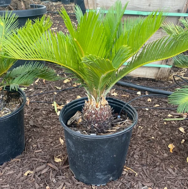 Dalton's Landscape Service LLC Englewood FL Sago Palm