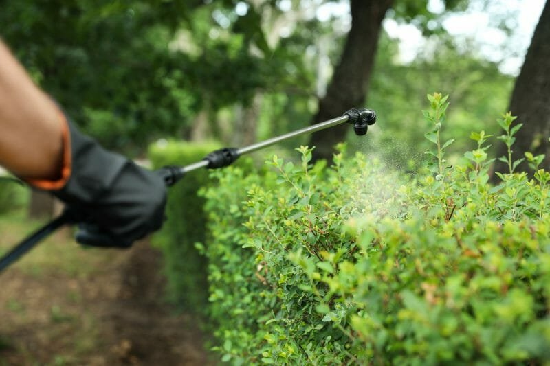 Dalton's Landscape Service LLC Englewood FL Shrub maintence